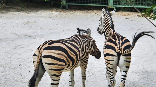 Couple of zebras walking gracefully in their enclosure at a safari park, showcasing their striking black and white stripes in the sunlight