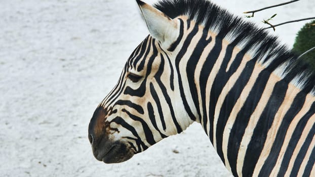 Zebra head profile revealing sharp black and white striped pattern, capturing distinctive markings in natural safari setting