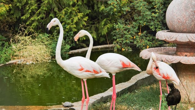 Greater flamingos standing by a pond, drinking and preening their feathers, in a zoo or safari park, with a black ibis standing nearby