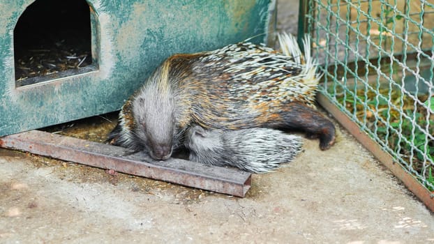Mother crested porcupine embracing its baby, showcasing a tender moment of wildlife parenting in a zoo or safari park setting