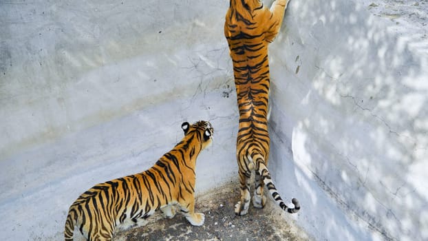 Two tigers pacing and climbing within their concrete enclosure at the zoo, showcasing their curious nature and majestic presence