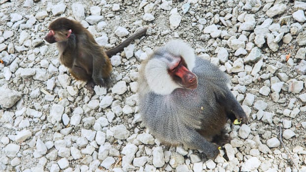 Hamadryas baboon enjoying a piece of fruit while a young baboon curiously observing in a safari park setting, surrounded by nature