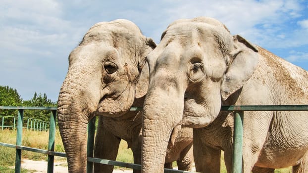 Two elephants are standing close together by a metal fence, possibly in a zoo or safari park, displaying a sense of companionship
