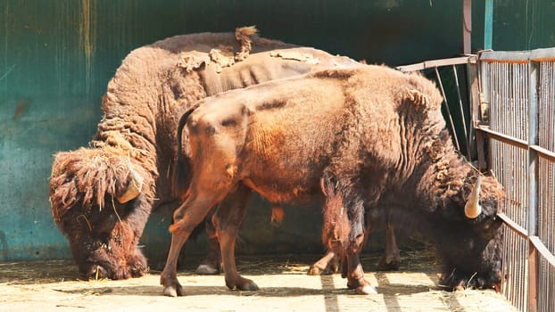 Two european bison eating hay inside their enclosure at the zoo
