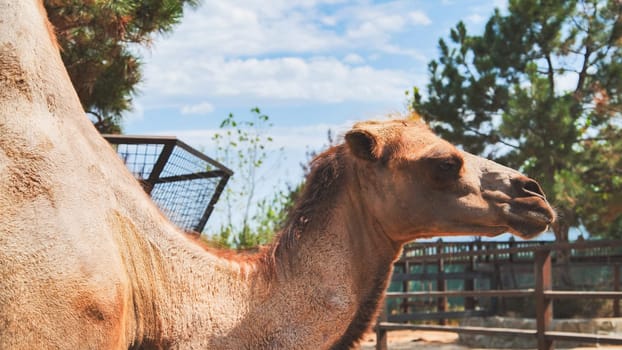 Dromedary with two humps enjoying a sunny day in its fenced area at the zoo