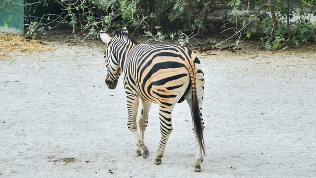 Zebra walking away across sandy terrain, displaying distinctive black and white striped pattern from rear perspective in wildlife setting