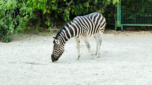 Plains zebra - equus quagga - grazing on the sandy ground within a zoo or safari park enclosure, showcasing its striking black and white stripes