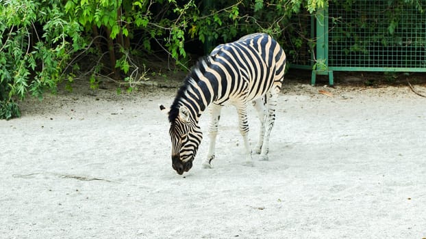 Zebra grazing in zoo enclosure with green fence and bushes