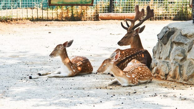 Relaxing in the shade, a family of fallow deer enjoys peaceful coexistence within their enclosure at a safari park