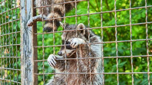 Sad raccoon clinging to its cage in a zoo, gazing longingly outside, embodying the loneliness of captivity in a natural setting