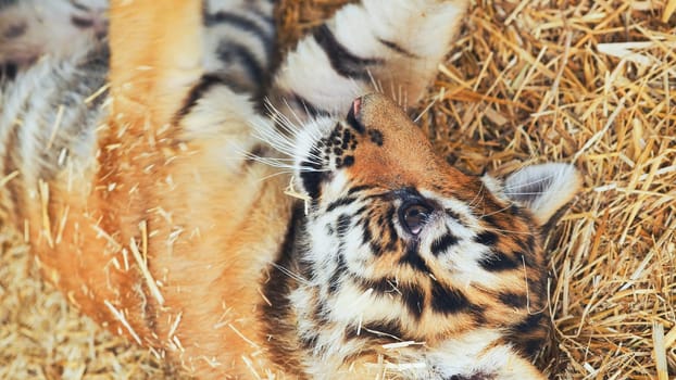 Adorable tiger cub enjoying playtime, rolling around on a bed of straw in a zoo environment