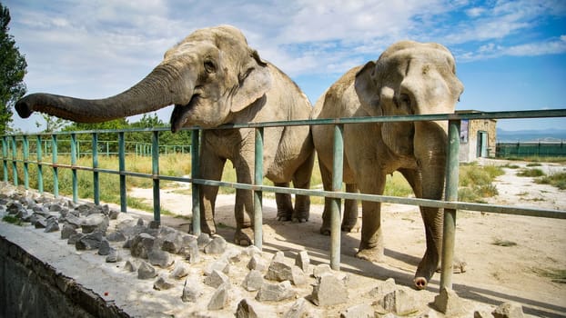 Elephants standing close together behind metal fencing, engaging within zoo habitat, showcasing animal interaction