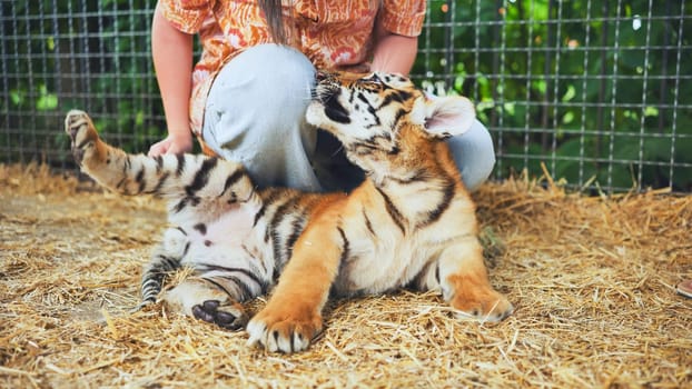 Adorable tiger cub playfully interacting with a zookeeper in its enclosure
