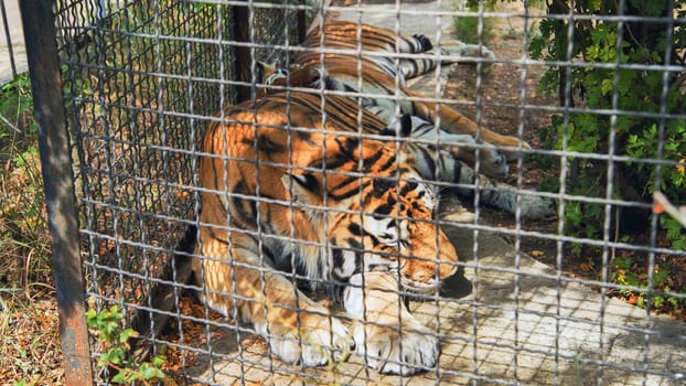 Powerful tiger resting inside zoo enclosure, representing wildlife preservation challenges and captive animal welfare concerns
