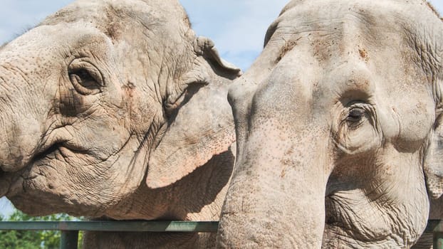 Two elephants standing side by side, touching trunks within zoo fence, displaying close social bond between herd members