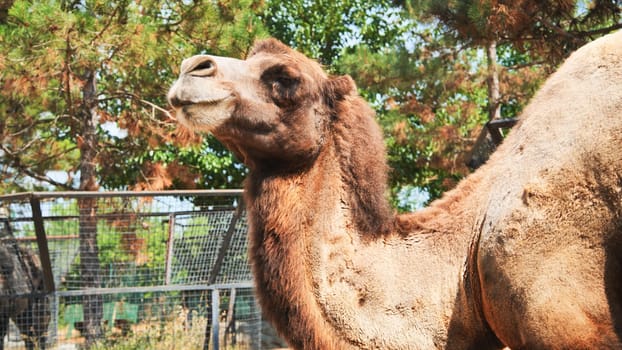 Bactrian camel resting in its enclosure at the zoo on a sunny summer day, enjoying the warm weather and green trees