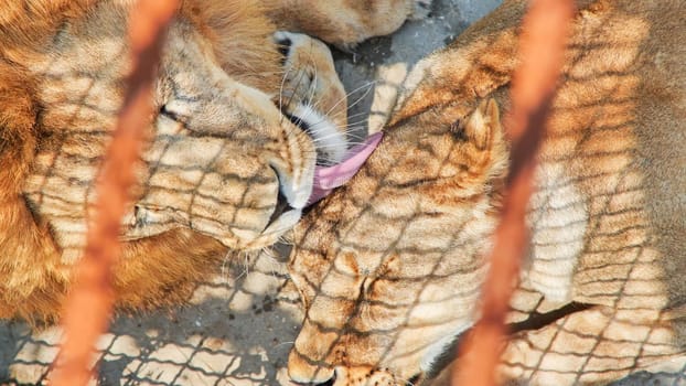A lion leader licks his favorite female