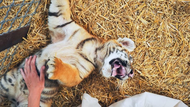 Playful tiger cub lies on its back on straw, enjoying belly rubs from a zookeeper