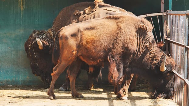 European bison eating hay inside a zoo enclosure behind bars, shedding fur