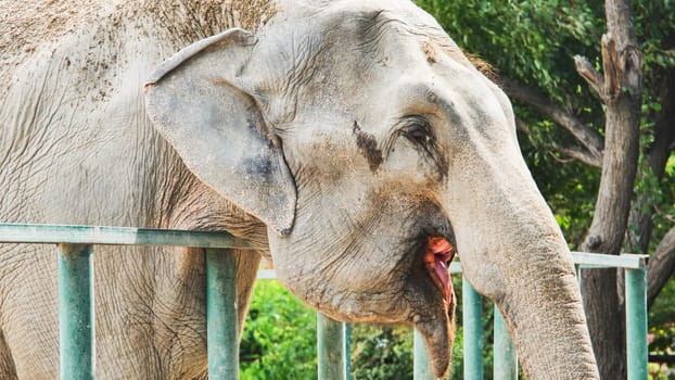 Big beautiful indian elephant showing tongue behind metal fence in safari park, enjoying summer sunny day