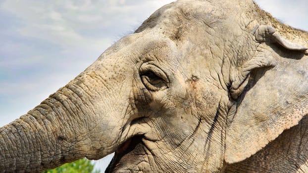 Close up of an old asian elephant's head, highlighting wrinkled skin and expressive eye, conveying wisdom and age in a safari park setting