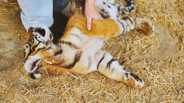 A girl playing with a little tiger cub. The tiger gently bites the girl's legs