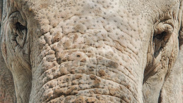 Weathered elephant eye close up, revealing textured wrinkles signaling advanced age and accumulated wisdom of mature asian pachyderm