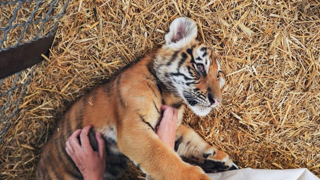 Child gently petting young lion cub during supervised wildlife encounter, creating gentle human animal interaction