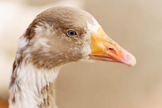 A white goose stands prominently, showcasing its unique blue eyes against a soft, blurred background