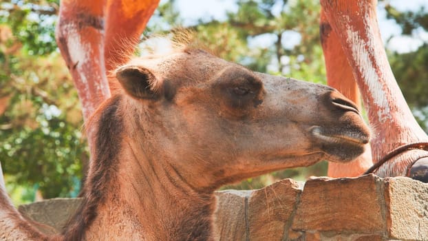 Close-up of a bactrian camel resting its head on a low stone wall in a zoo, enjoying a moment of tranquility