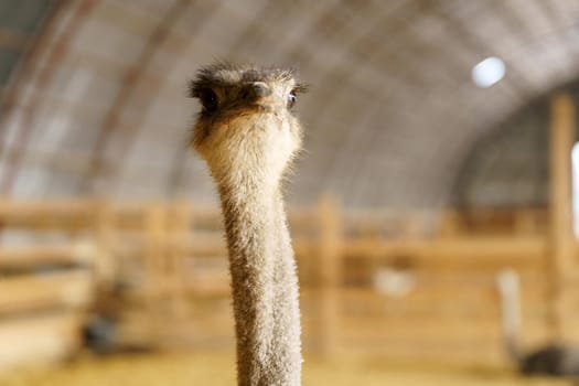 An ostrich stands in a spacious barn, showcasing its long neck and curious expression