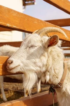 A white goat with curled horns leans against a wooden fence, eyes closed in relaxation