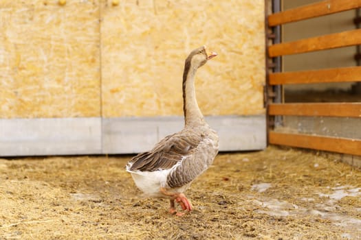 Two geese are interacting near a wooden deck in a park setting