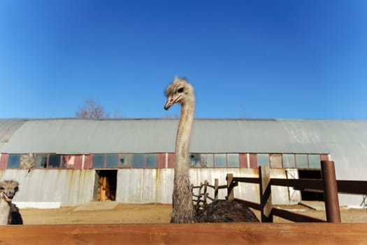 A curious ostrich gazes toward the observer from behind wooden fencing at a farm