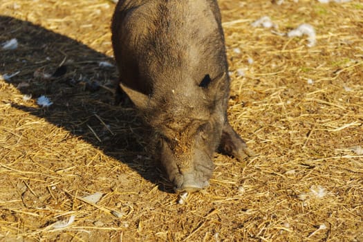 Curiously foraging pig explores the earthy patch during a sunny afternoon in the countryside