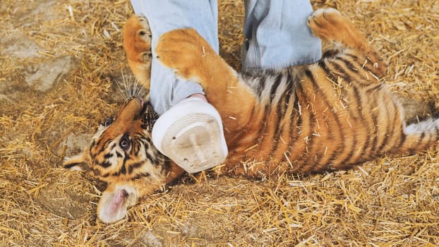 Playful tiger cub biting a zookeeper's leg at the zoo