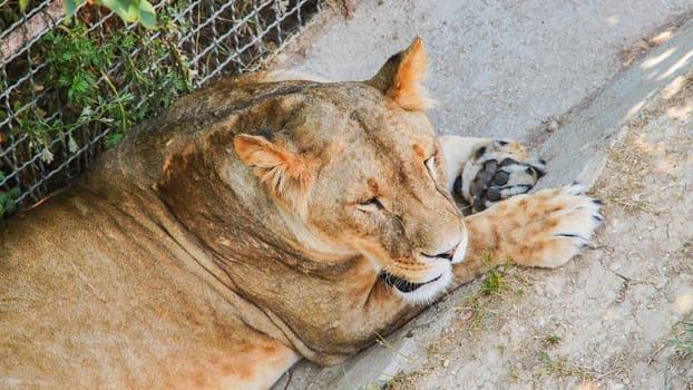Lioness lounging restfully beside metal fence, basking in golden sunlight during peaceful afternoon at wildlife enclosure