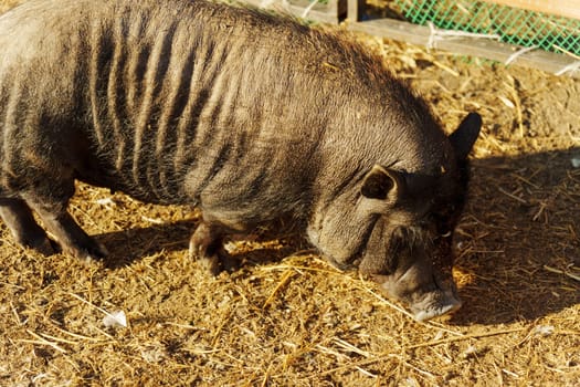Curious pig explores a sunlit farmyard, digging through golden earth and discovering hidden treasures