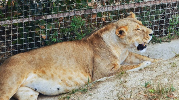Majestic lioness rests near a wire mesh fence in a zoo enclosure, showcasing her serene power and regal presence