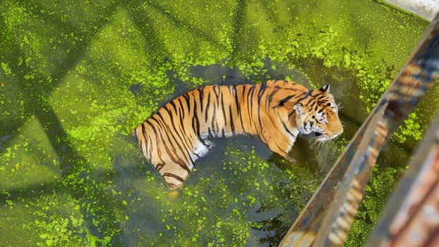 Siberian tiger resting in a pond full of green algae at the zoo, enjoying a moment of tranquility