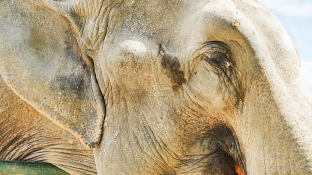 Wrinkled skin and expressive eye of an elephant, highlighting its age and wisdom within a safari park environment