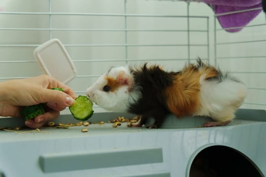 Guinea pig peeks out of its cozy habitat while enjoying a refreshing slice of cucumber in the early