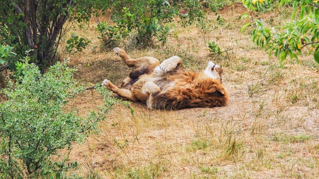 Powerful male lion resting on dry grass in a zoo or safari park, enjoying a moment of tranquility