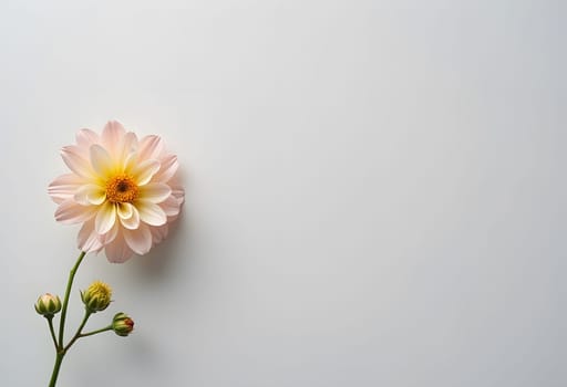 A sophisticated soft gray background featuring a single delicate pink chrysanthemum on the left side. The muted tones create a modern minimalist aesthetic, perfect for luxury floral designs, feminine branding, or elegant wedding stationery. The subtle contrast between the cool gray and warm pink adds refined visual interest