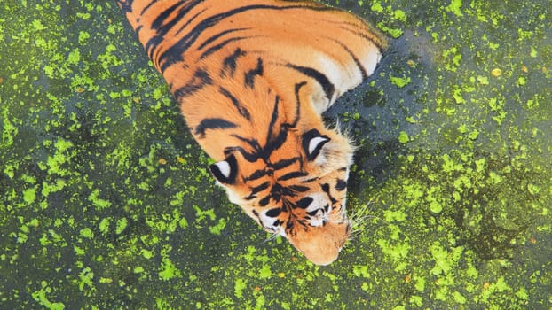 Majestic tiger drinking from a pond covered in green algae, in a safari park, seen from above