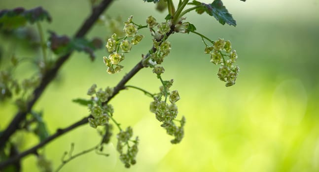 Delicate, close-up view of blossoming currant flowers on a branch against a soft, green background. The small, pale blooms are in full display.