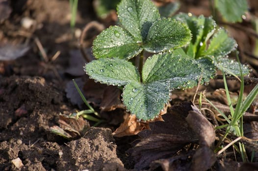 Close-up captures a strawberry plant covered in morning dew, growing in rich, dark soil. The fresh leaves create a vibrant contrast.