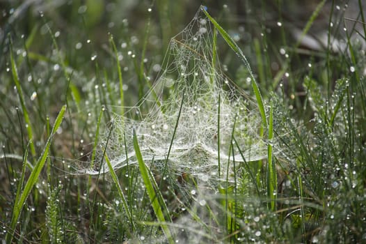 Dew drops glisten on a spider web woven amidst tall grass, creating a serene and intricate natural scene. Captured in the morning light, this image radiates tranquility and intricate beauty