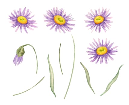 Purple and yellow aster blooms watercolor illustration featuring individual flower elements and stems. Ideal for DIY craft projects, greeting cards, wedding decor, and surface pattern design