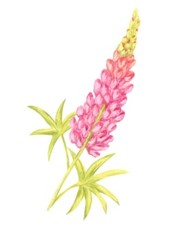 Pink and yellow lupin flowers watercolor illustration with detailed foliage. Great for textile prints, home decor, greeting cards, and floral-themed branding elements